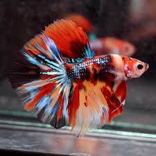 Betta Fish Betta Fish Ideas Bettafish Fishbetta Super Rare Live Betta Fish Nemo Multi Color Koi Galaxy Halfmoon Male 690 1 Betta Fish Betta Fish