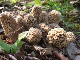 In the case of some mushrooms, like morels, it may even take years! Frequently Asked Questions The Great Morel