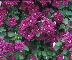 Image result for Clematis dolichopoda