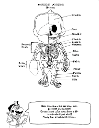 Some of the worksheets for this concept are human skeleton anatomy activity, human skull anatomy activity, skeleton, model of the human skeleton, labeling exercise bones of the axial and appendicular. Pin On Stem Career Day