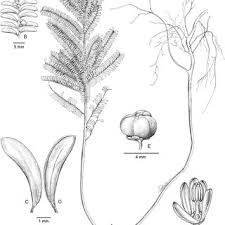 Image result for Phyllanthus bernierianus