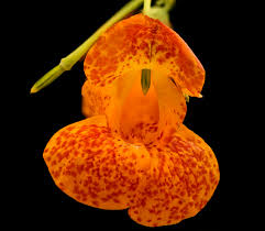 Image result for Impatiens  capensis