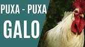 Puxada Do Porco Jogo Do Bicho Youtube