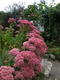 Sedum Autumn Joy Jardins Plante