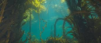 Image result for Kelp Green 2007 S-Max