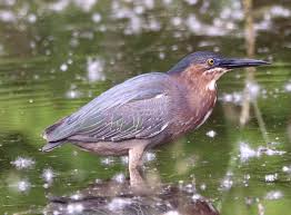 There is such a thing as bird porn | by Christopher Cudworth | Medium