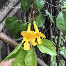 Image result for Dolichandra unguis-cati