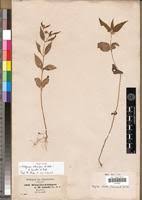 Image result for Aspilia ciliata