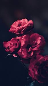 Red Flowers Flowers Red Flowersbackgroundiphone Red Flowers Flowers Red Flowers Flowersbackgroundipho In 2020 Flower Background Iphone Trendy Flowers Flowers