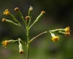 Image result for Senecio milanjianus