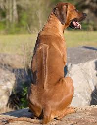 The Ridgeback Is A Very Strong Tough Breed Of Dog A Ver Clean Dog With Little Odor And Minimal Shedding Rhodesian Ridgeback Dog Breeds Best Dogs For Families