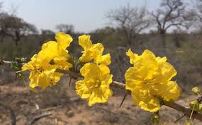 Image result for Rhigozum zambesiacum