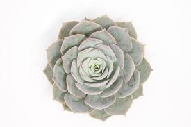 Image result for Senecio subsessilis