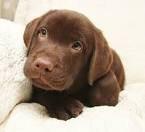 Chocolate Labrador Puppies For Sale • Adopt Your Puppy ...