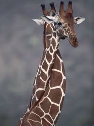 Image result for bigs hugs giraffe