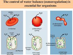 Plant cells can tolerate this situation better than animal cells. The Cell Membrane Be Able To Identify The Parts And Its Structure Importance In Eukaryotic Cells Describe Its Functions Ppt Download