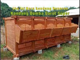 Kualitas domba garut yang meragukan. Spek Kandang Domba Garut Domba Adu Domba Garut Kontes Youtube