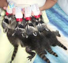 Bottle Fed Baby Raccoons Baby Raccoon Pet Raccoon Cute Raccoon