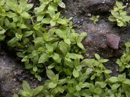 Image result for Carvalhoa macrophylla