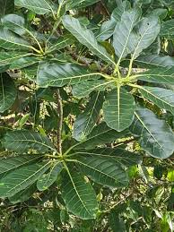 Image result for Ficus lutea