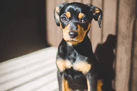 Telley (aka chantelle) is a 1 year old chihuahua mix from texas. Dachshund Chihuahua Mix Chiweenie Facts Breed Information