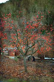 I'm a bit in love with this shot. Persimmon Tree Persimmon Tree Fruit Garden Tree