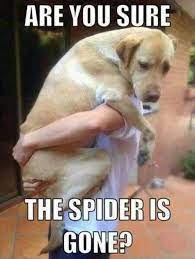 Take A Look At This Weeks Special Deals Dog Quotes Funny Funny Dog Pictures Funny Animal Memes