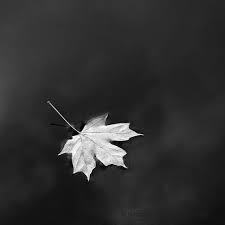 Illustration about set of autumn leaves. Black And White Photography Nature Leaves Black Silver Maple Leaf Fallen Leaf Autumn 2013 Nature Photography Leaf Photography White Photography