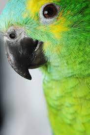 Pin On Birds