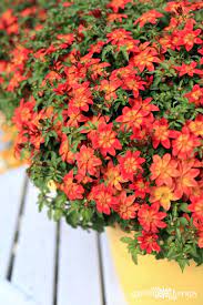 Annual flowers or annual plants are those that live for only one growing season before producing seeds and dying. Heat Tolerant Plants That Love The Sun Garden Therapy