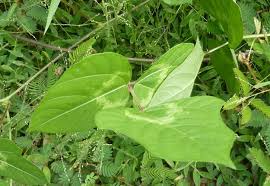 Image result for Vigna reticulata