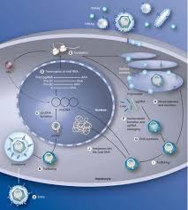 It can cause chronic infection and puts people at high risk of death from cirrhosis and liver cancer. The Life Cycle Of Hepatitis B Virus And Antiviral Targets Future Virology