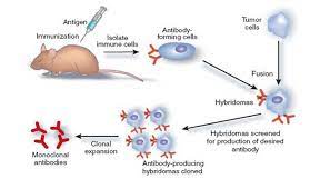 • monoclonal antibodies are produced by hybridoma cells. Monoclonal Antibodies Types Uses And Limitations Microbe Notes