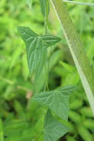 Image result for Zehneria tridactyla