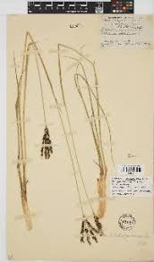 Image result for Alloteropsis semialata