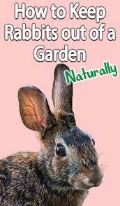 How To Keep Rabbits Out Of A Garden Naturally Rabbit Rabbit Garden Wildflower Garden