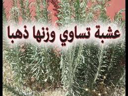 عشبة شيخ الربيع عشبة تساوي الذهب يراها كل أحد ولايعرف منافعها أحد youtube health and nutrition diet loss gadgets kitchen cooking
