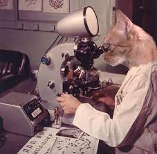 La technologie au service du bien être des chats - Lolcat Geek