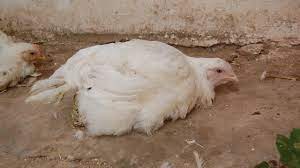 It is transmissible to humans. Virulent Newcastle Disease Outbreak Threatens Poultry School Of Veterinary Medicine