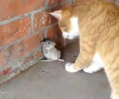 Top 30 Pictures Funny Cats Number 1 Cute Funny Animals Funny Cats Animals