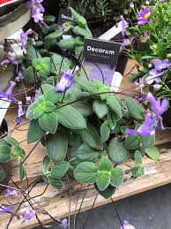 Image result for Streptocarpus solenanthus