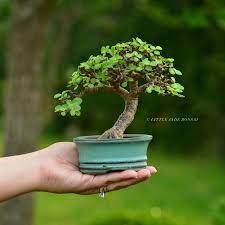 We did not find results for: Portulacaria Afra Succulent Bonsai Tree By Little Jade Bonsai Jade Bonsai Bonsai Tree Succulent Bonsai