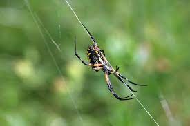 Some mites cannibalize their own kind, but most prefer plant juices and will pierce most houseplants will do better at 65° f (18° c) than they will at 75° f (24° c) and you'll save fuel. Are Spiders In The Garden Good Or Bad