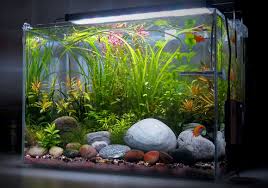 How to set up a freshwater planted tank nature aquarium aquascape. Natural Aquarium In Style Aquascape Aquarium In The House