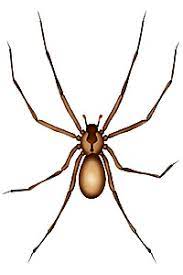Brown recluse spider is tan to gray in color with slender tapering legs. How To Treat Brown Recluse Spider Bites Symptoms Home Remedies Pictures