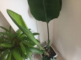 オーガスタの育て方 植え替えと仕立て直し 観葉植物ブログ緑組 植物の育て方