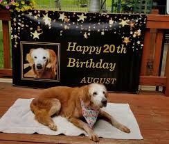 20 Year Old Dog Celebrates Birthday Is Now Believed To Be Oldest Golden Retriever In History This Dogs Life