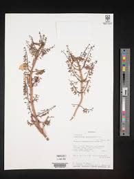 Image result for Coleus tetragonus