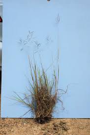 Image result for Bothriochloa bladhii