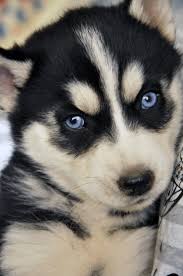 My Baby Girl Charlie 3 Husky Love